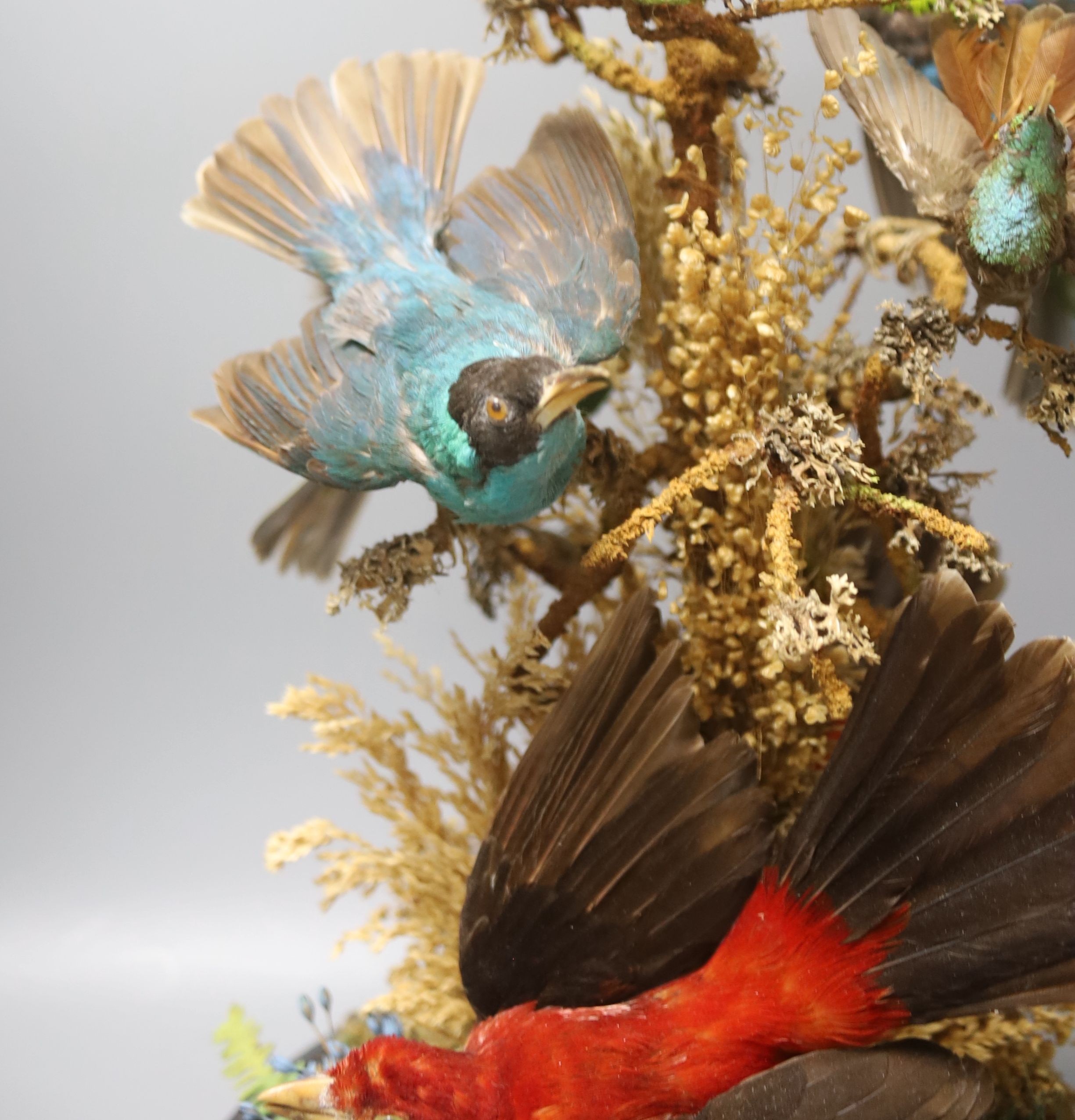 A Victorian taxidermic group of exotic birds, under a glass dome, height 46cm